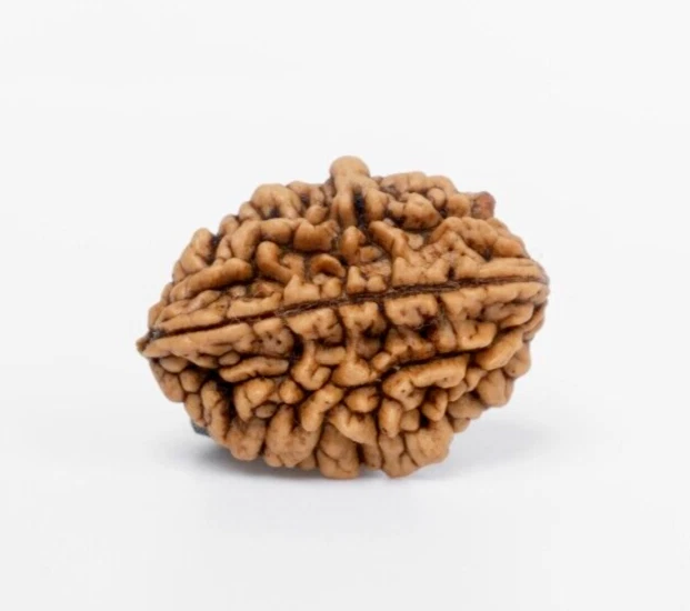 Simple Rudraksh 2 Mukhi - Natural - 3
