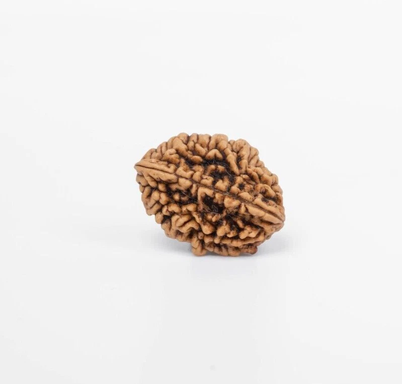 Simple Rudraksh 2 Mukhi - Natural - 2