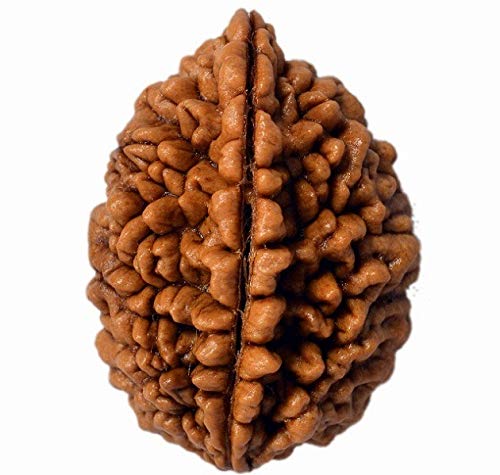 Simple Rudraksh 2 Mukhi - Natural