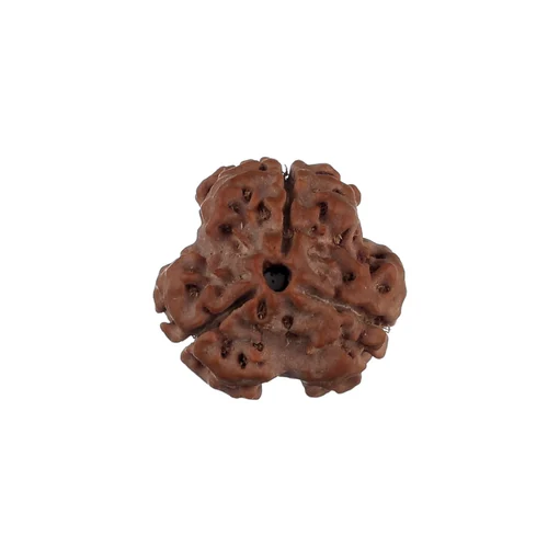 Simple Rudraksh 3 Mukhi - Natural