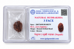 Simple Rudraksh 3 Mukhi - Natural - 3