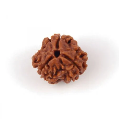 Simple Rudraksh 3 Mukhi - Natural - 2