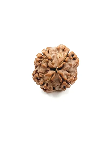 Enkelt Rudraksh 4 Mukhi- Natural - 2
