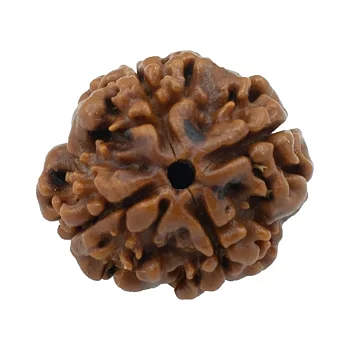 Enkelt Rudraksh 4 Mukhi- Natural