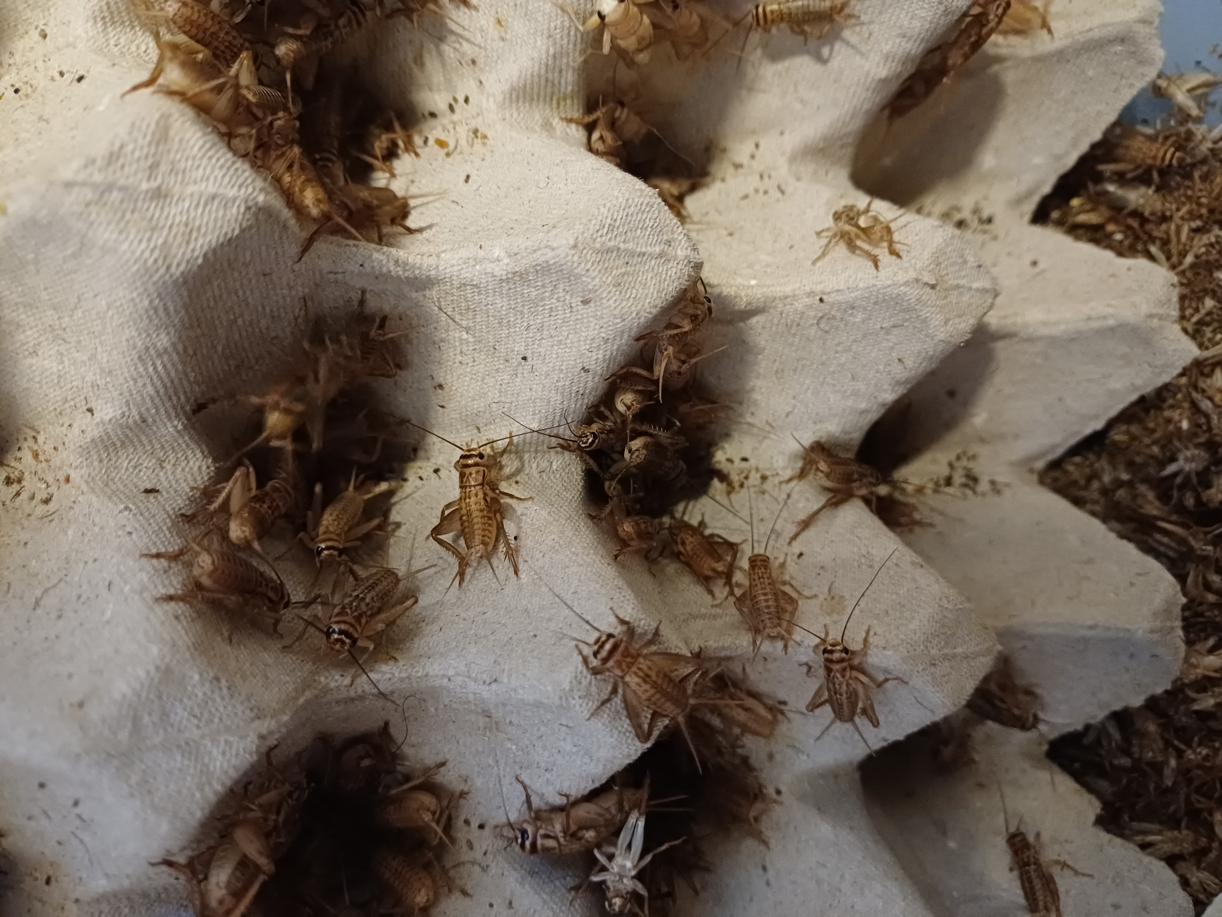 Hussyrsor medium 1-2 cm, 100-pack