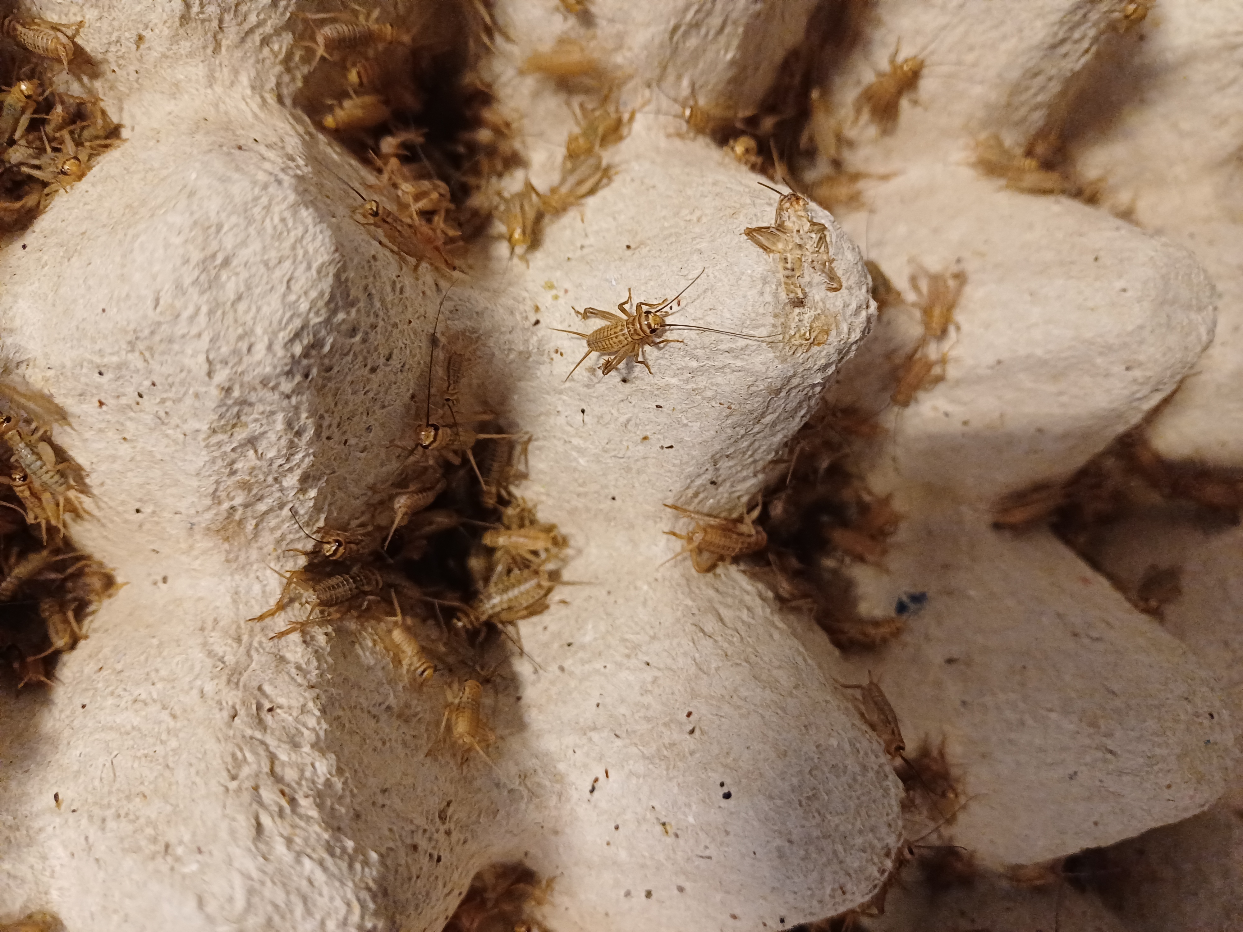 Hussyrsor små 0,5-1 cm, 50-pack