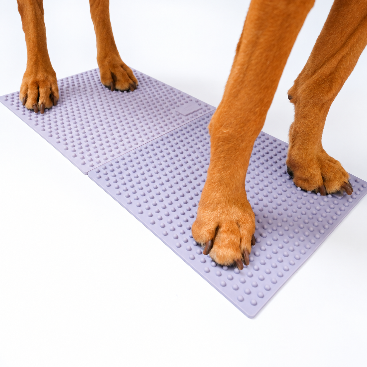 FitPAWS –  Trax Targets  - 3