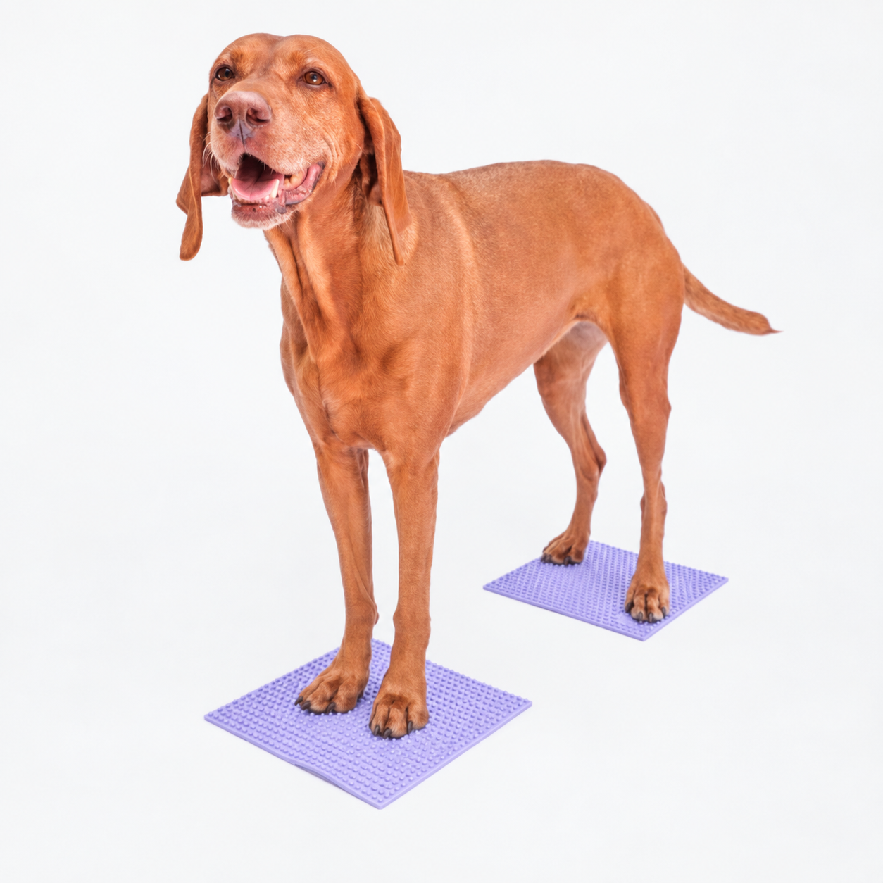 FitPAWS –  Trax Targets  - 2