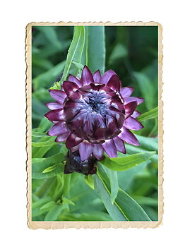 Jätteeternell King Size Purple Red