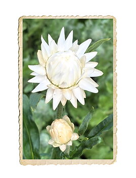 Jätteeternell King Size Creamy White