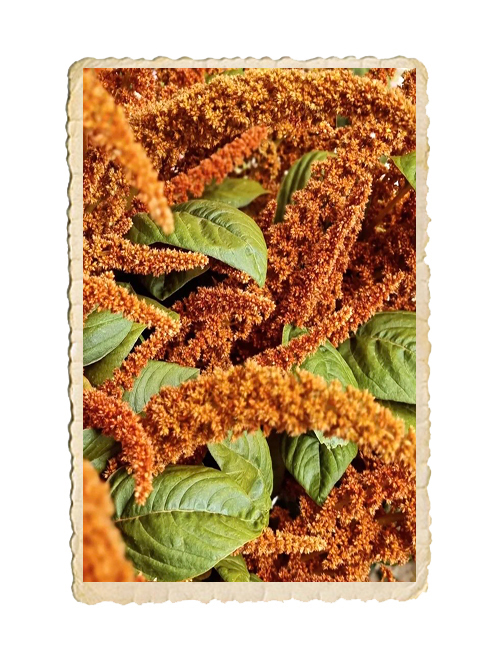 Amarant Hot Biscuits - 2