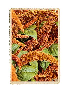Amarant Hot Biscuits