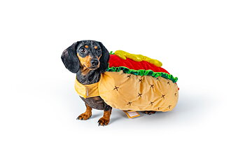 Hund med hotdog med maskeradkostym