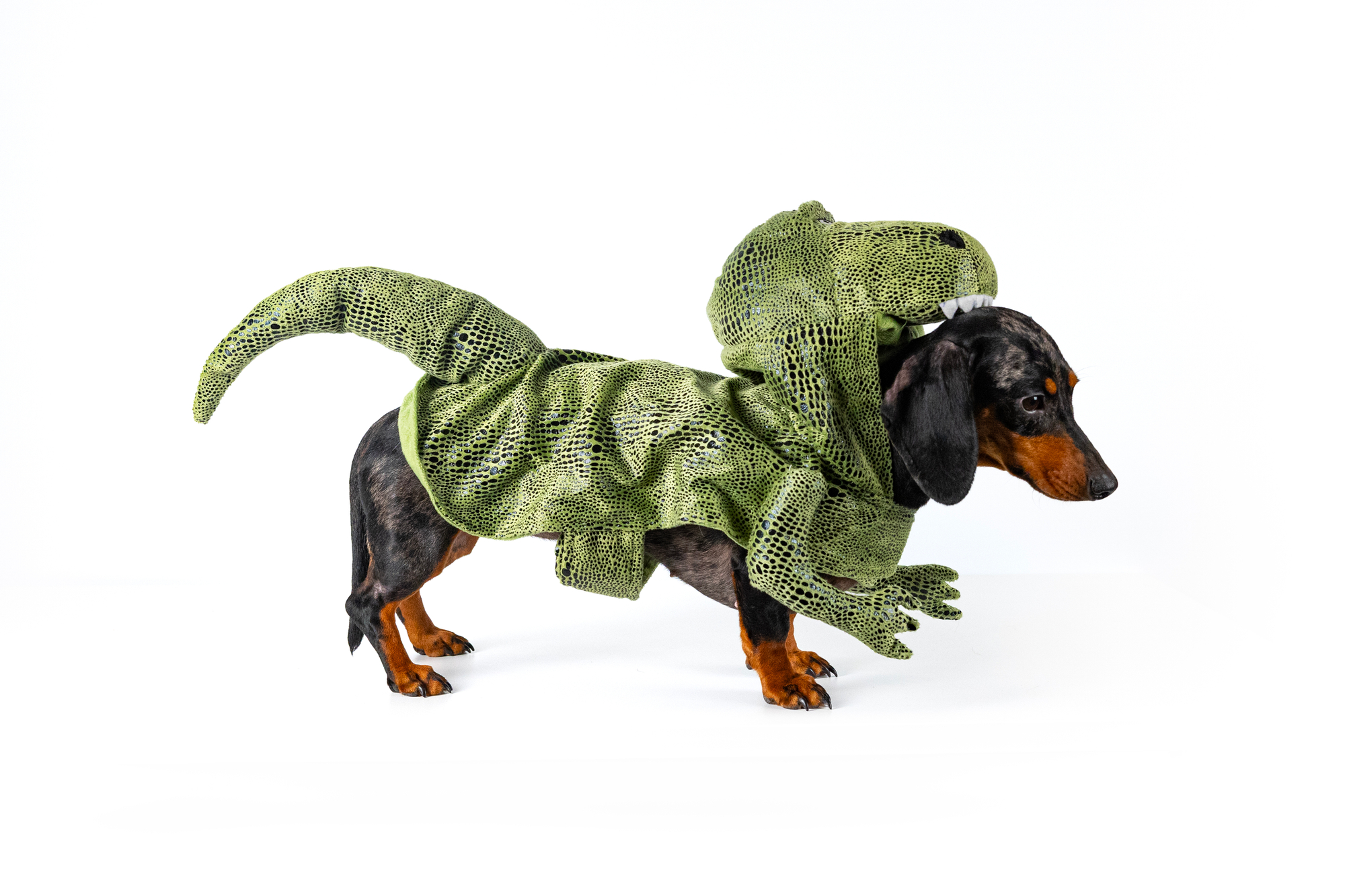 Hund med dinosarie-maskeradkostym
