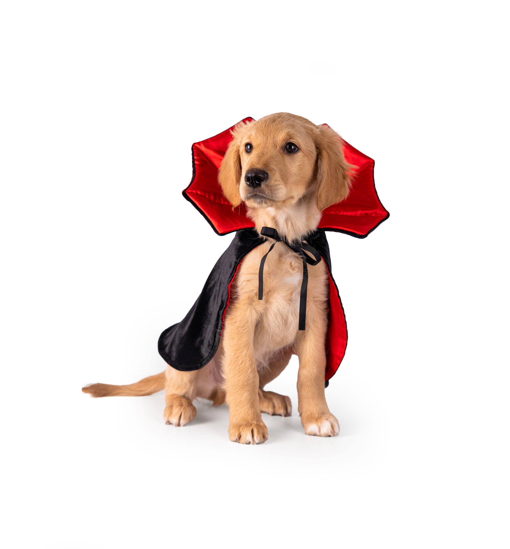 Hundkostym Dracula | Vampyrdräkt hund till halloween
