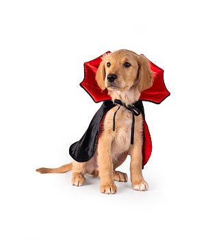 Hundkostym Dracula | Vampyrdräkt hund till halloween