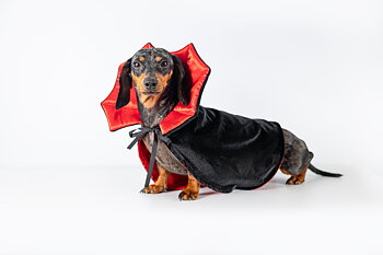 Hundkostym Dracula | Vampyrdräkt hund till halloween
