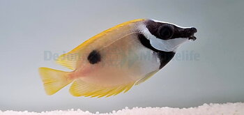 Siganus unimaculatus (reef safe)