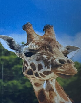 Giraff in the Sky Diamond Picture, Diamond Painting