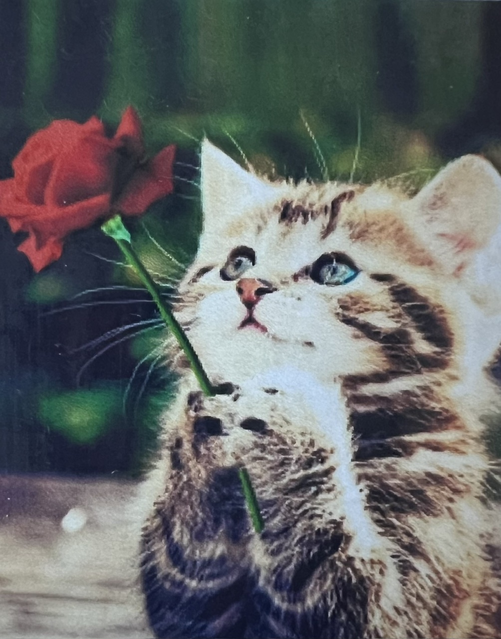 Bedjande Katt Diamond Picture, Diamond Painting