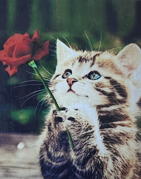 Bedjande Katt Diamond Picture, Diamond Painting