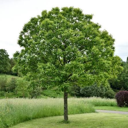 Castanea sativa Utr 150-200 Co &nbsp;/ zon&nbsp;1 - 3
