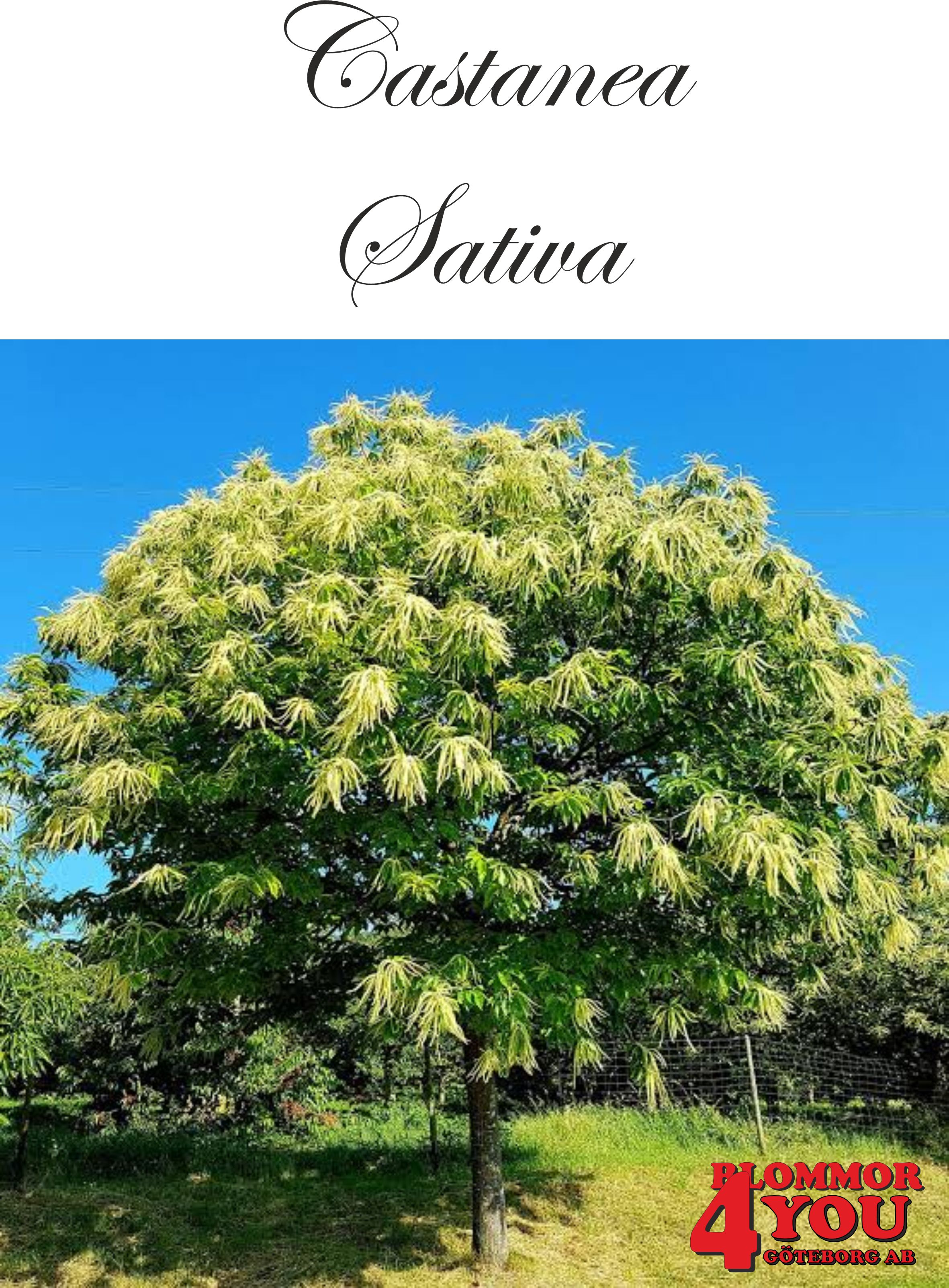 Castanea sativa Utr 150-200 Co &nbsp;/ zon&nbsp;1