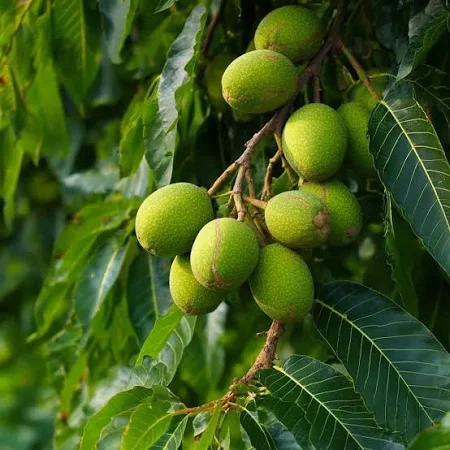 Castanea sativa Utr 150-200 Co &nbsp;/ zon&nbsp;1 - 2