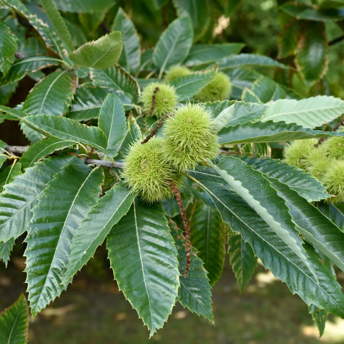 Castanea sativa Utr 150-200 Co &nbsp;/ zon&nbsp;1 - 4
