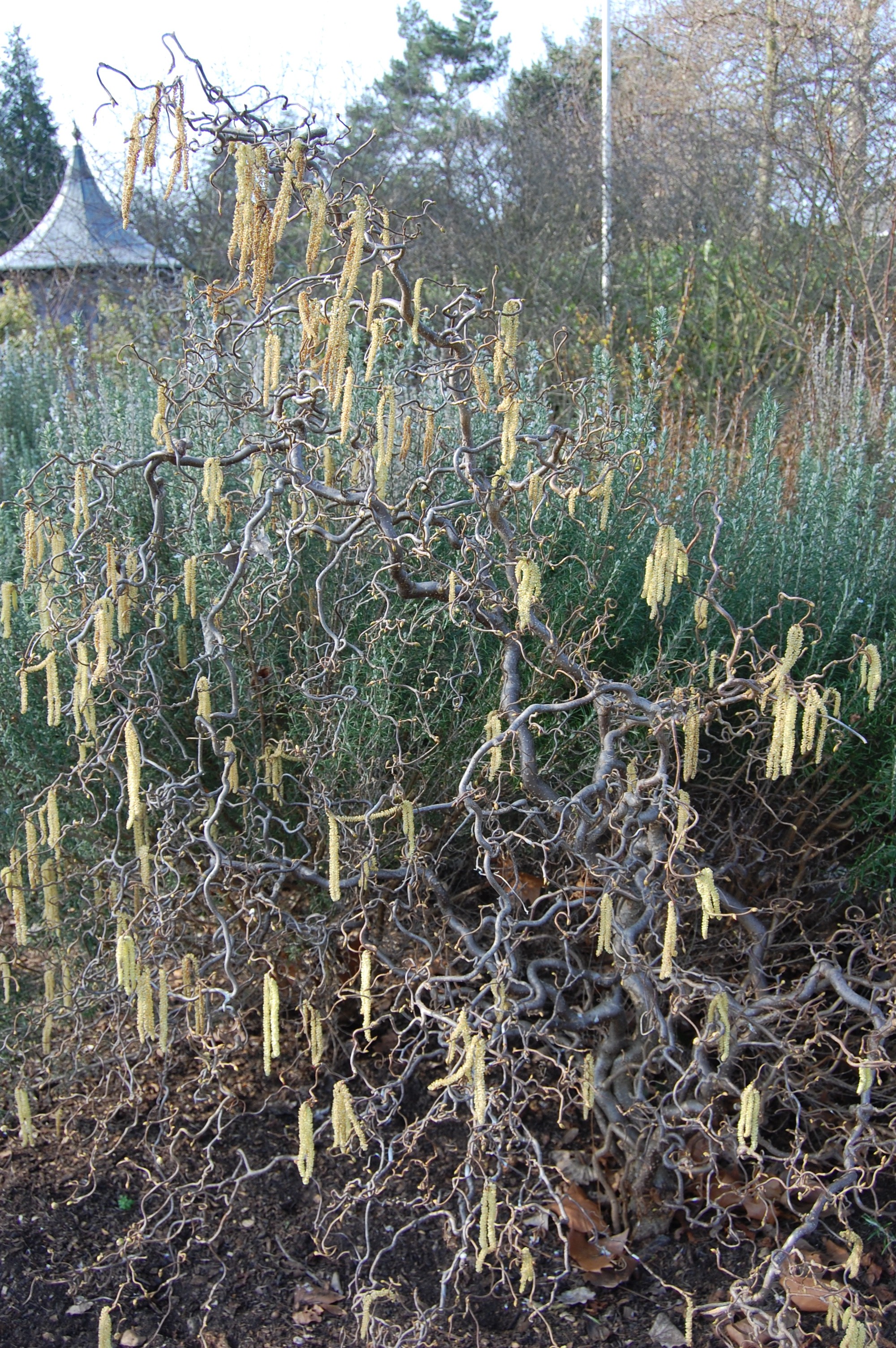 Corylus avellana Contorta Sh 90 Co &nbsp;/ zon&nbsp;1-4 - 2