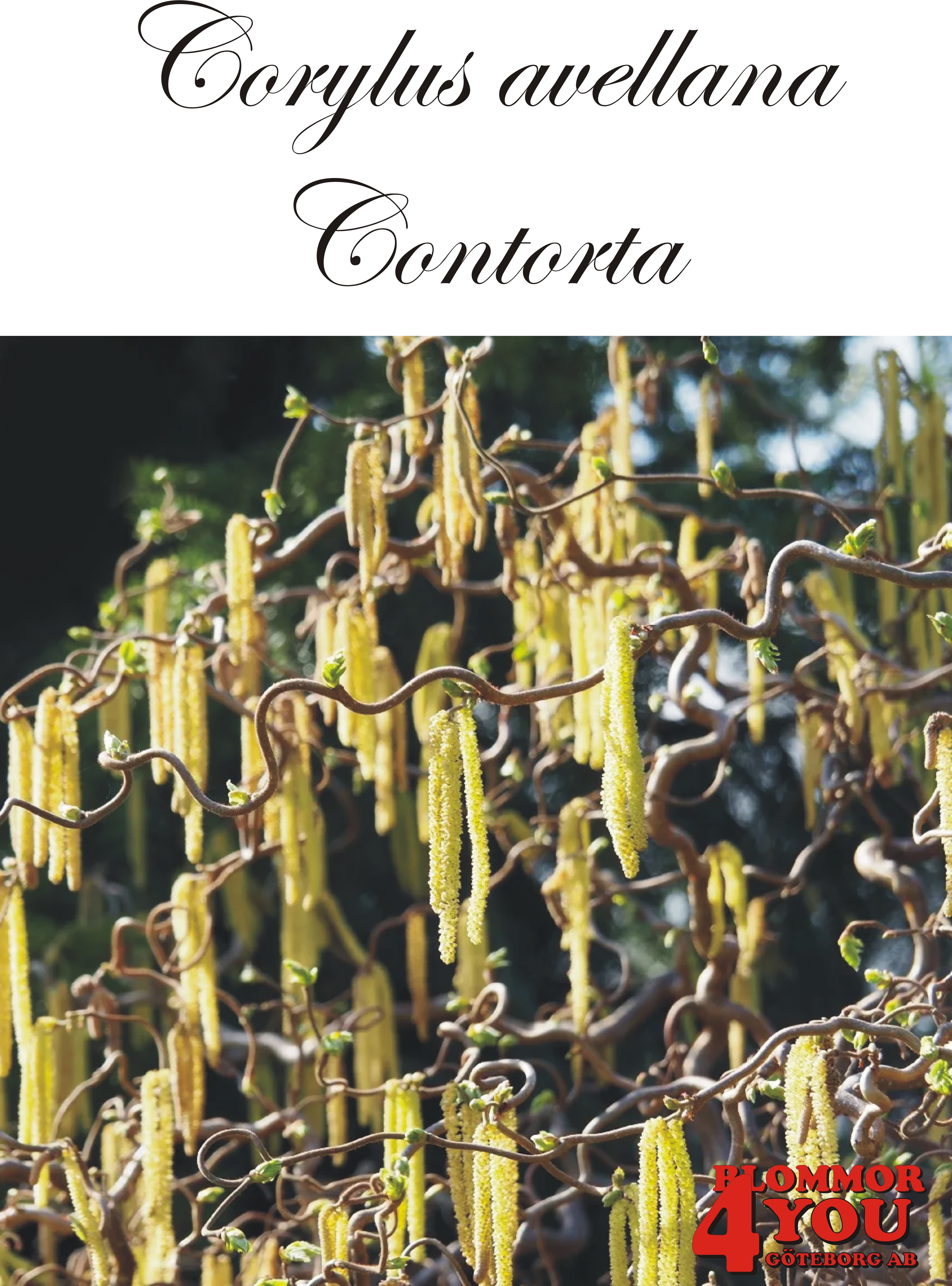 Corylus avellana Contorta Sh 90 Co &nbsp;/ zon&nbsp;1-4