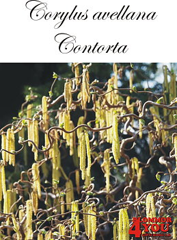 Corylus avellana Contorta Sh 90 Co &nbsp;/ zon&nbsp;1-4