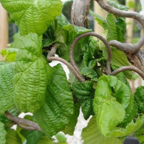 Corylus avellana Contorta Sh 90 Co &nbsp;/ zon&nbsp;1-4 - 3