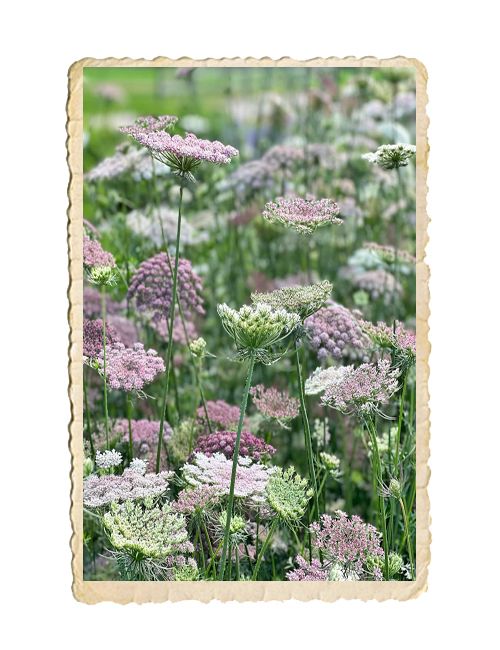 Blomstermorot Purple Kisses - 3