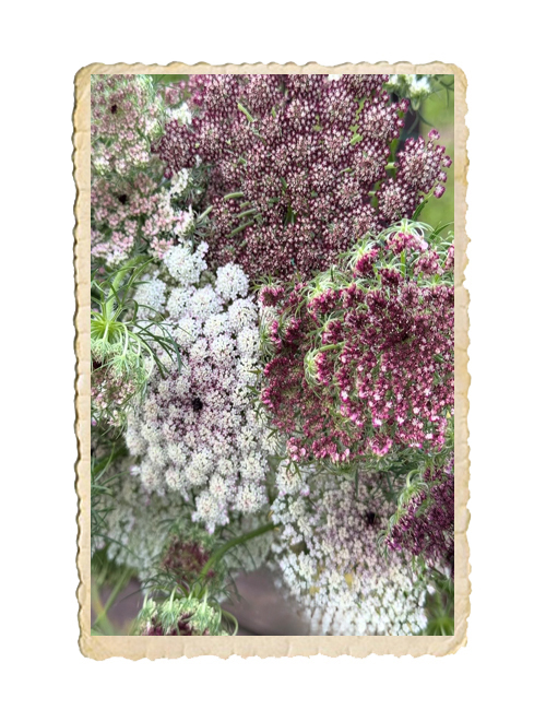 Blomstermorot Purple Kisses