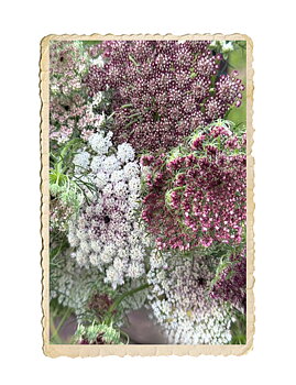 Blomstermorot Purple Kisses