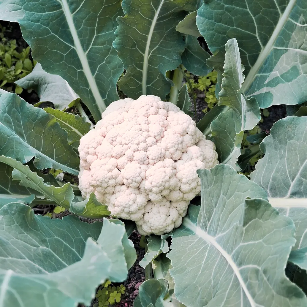 Blomkål  'Snowball'