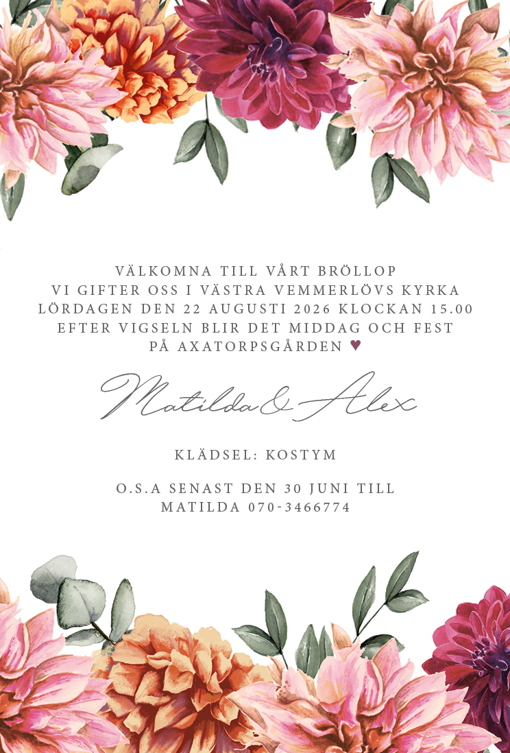 Dahlia färgstark