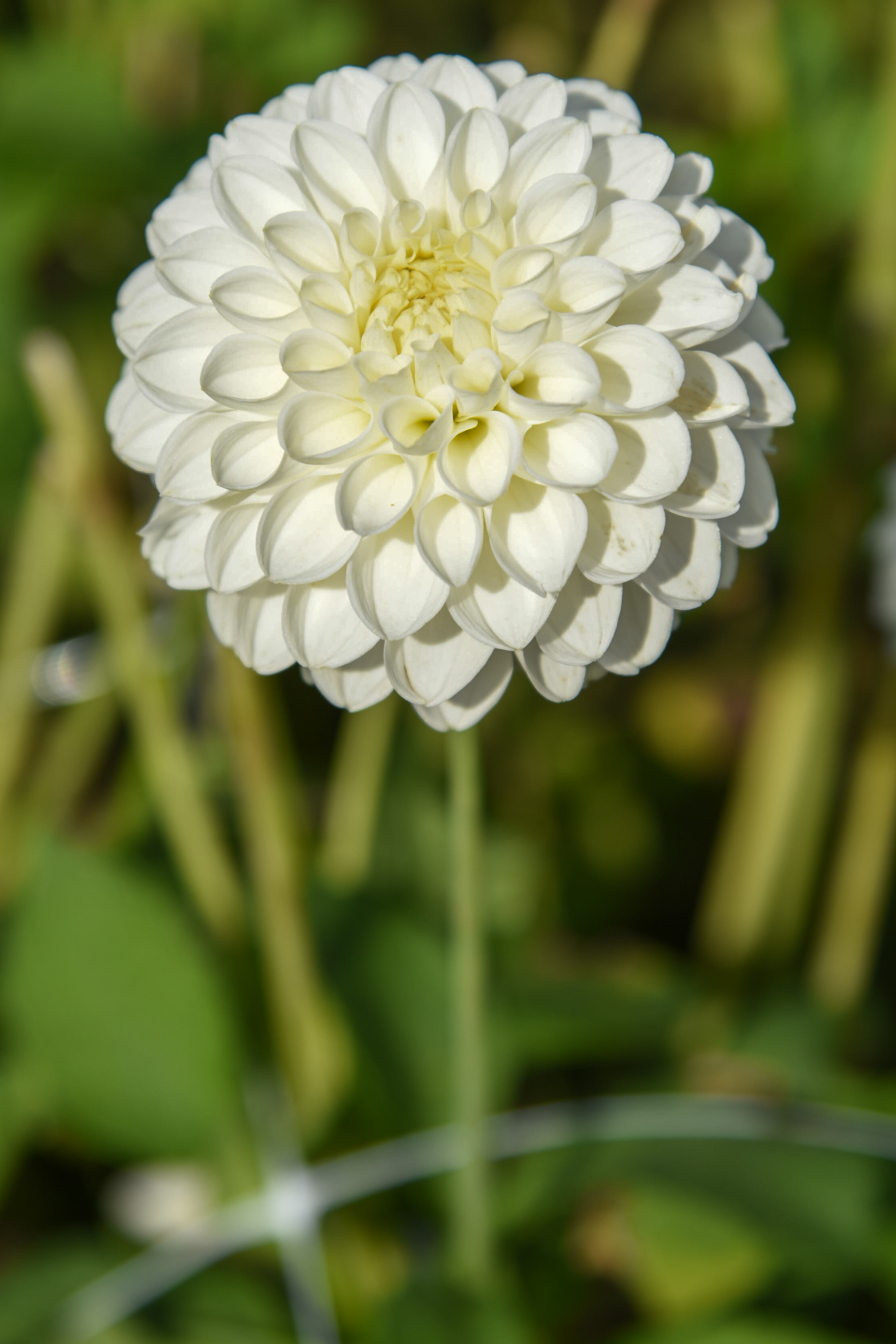 Dahlia knöl Bazuin Snow White, Nyhet 2027!