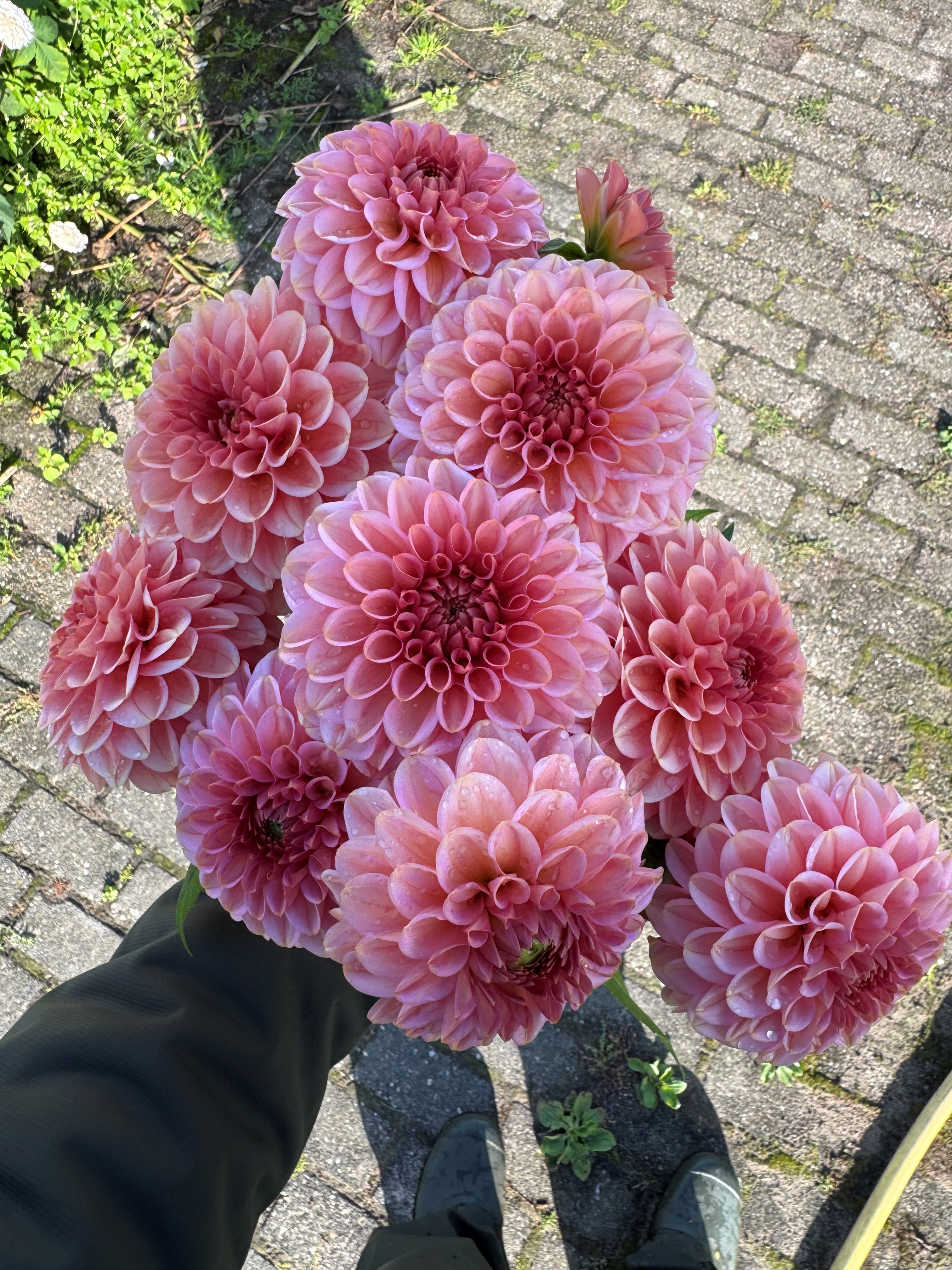 Dahlia knöl Bazuin Ymke, Nyhet 2027!