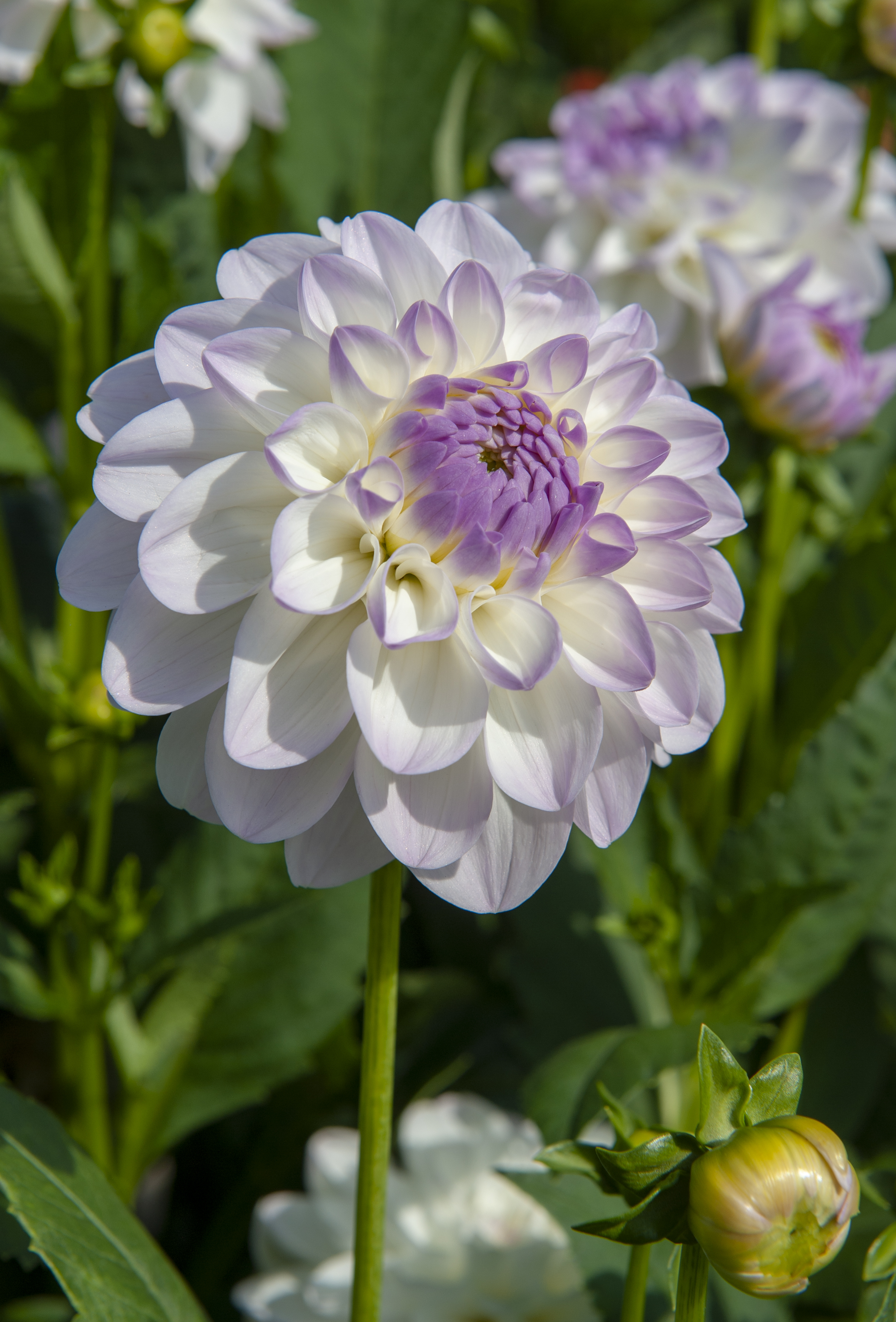 Dahlia knöl Eveline! bild kommer
