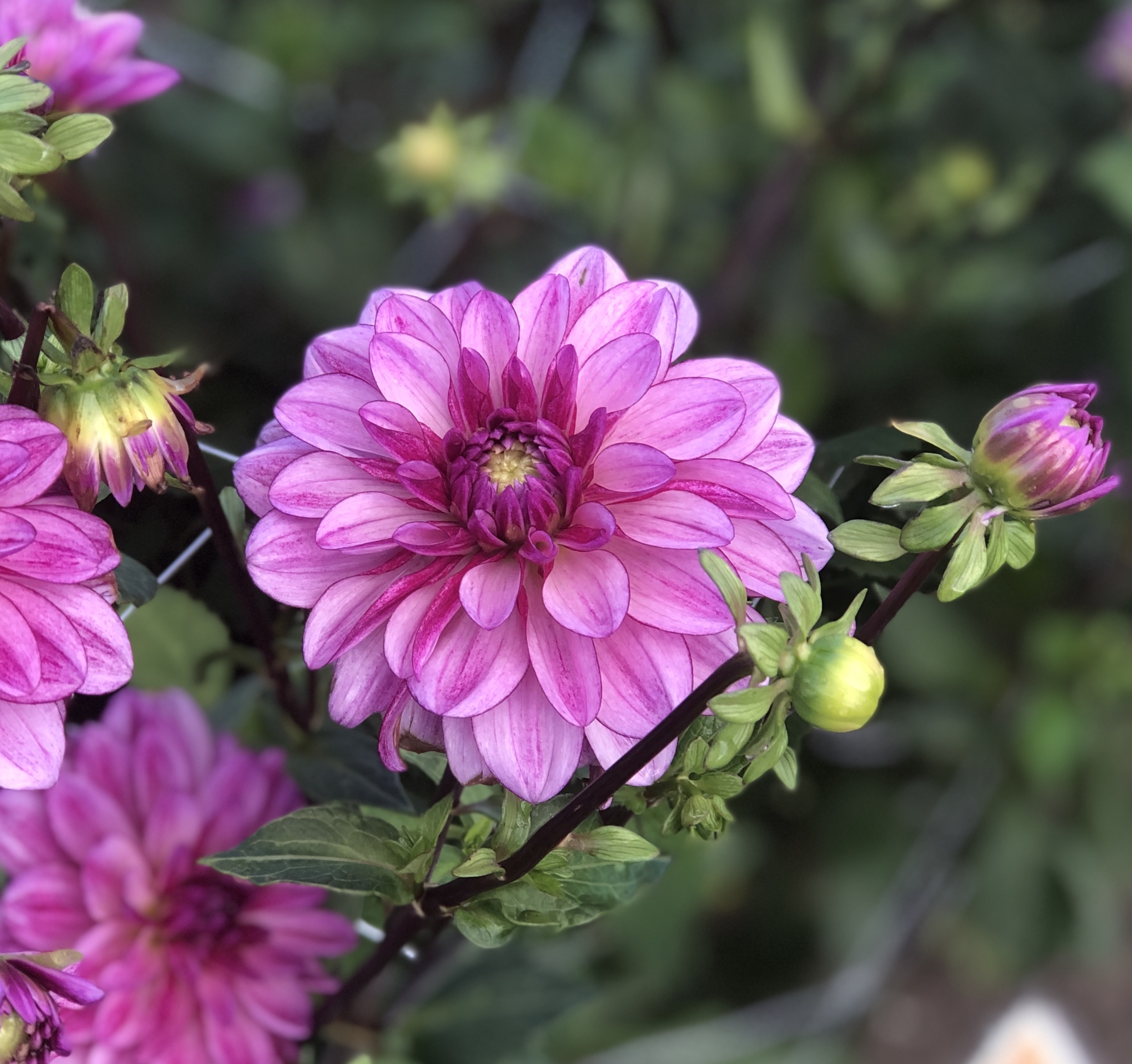 Dahlia knöl Seduction dekorativ 