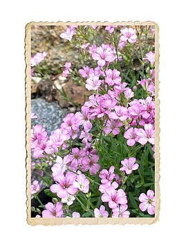 Hängslöja Rosea