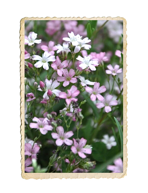 Hängslöja Rosea - 3