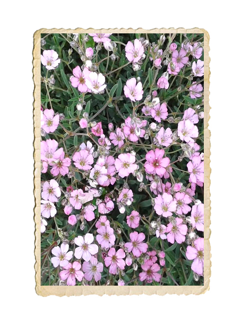 Hängslöja Rosea - 2