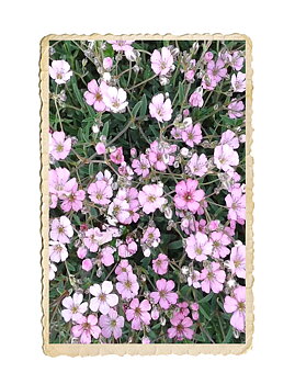 Hängslöja Rosea