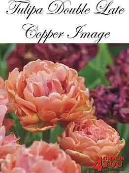 80690 COPPER IMAGE DUBBEL SENTULPAN