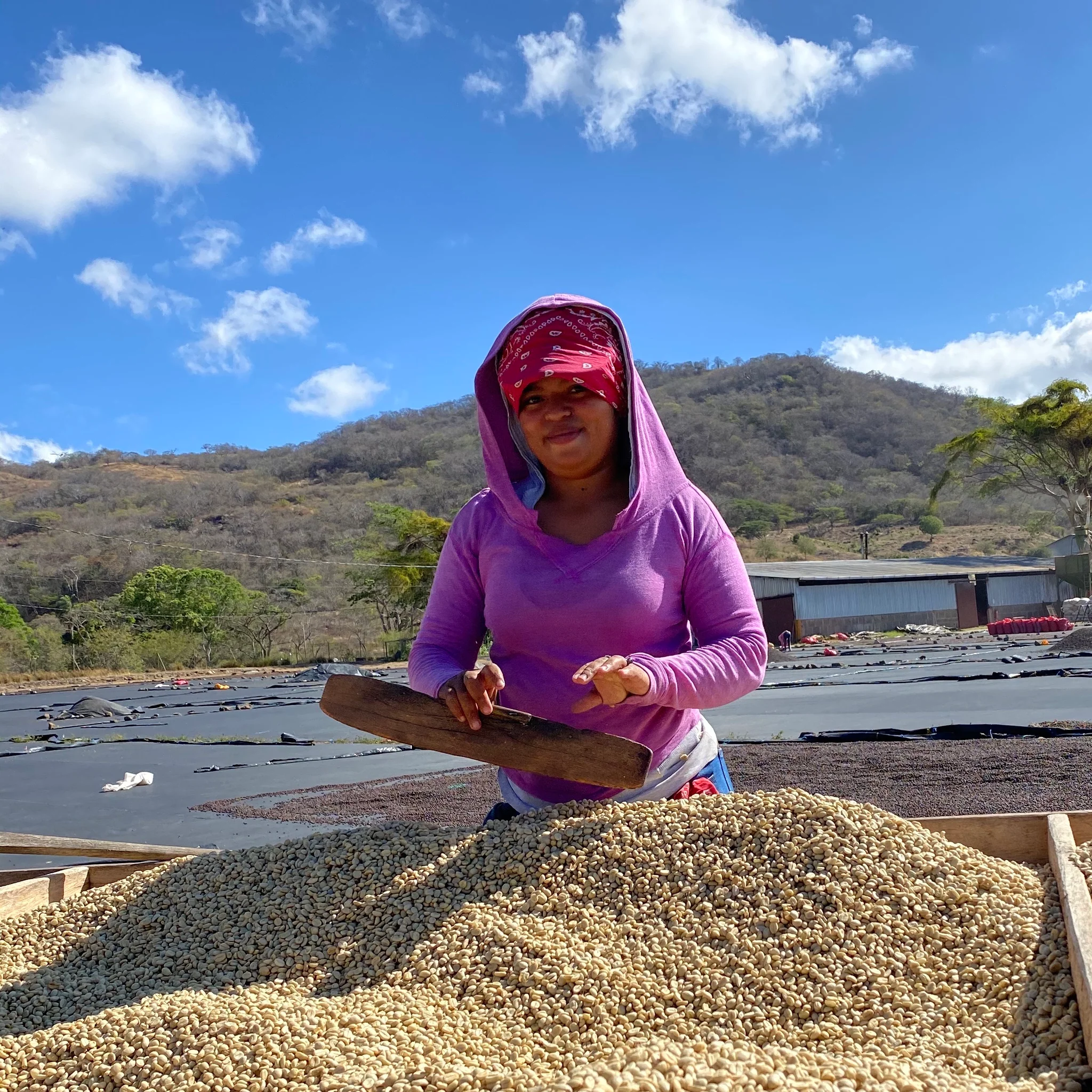 Drop Coffee - Limoncillo - Washed Caturra - Ljusrostade hela kaffebönor - 250g - 3