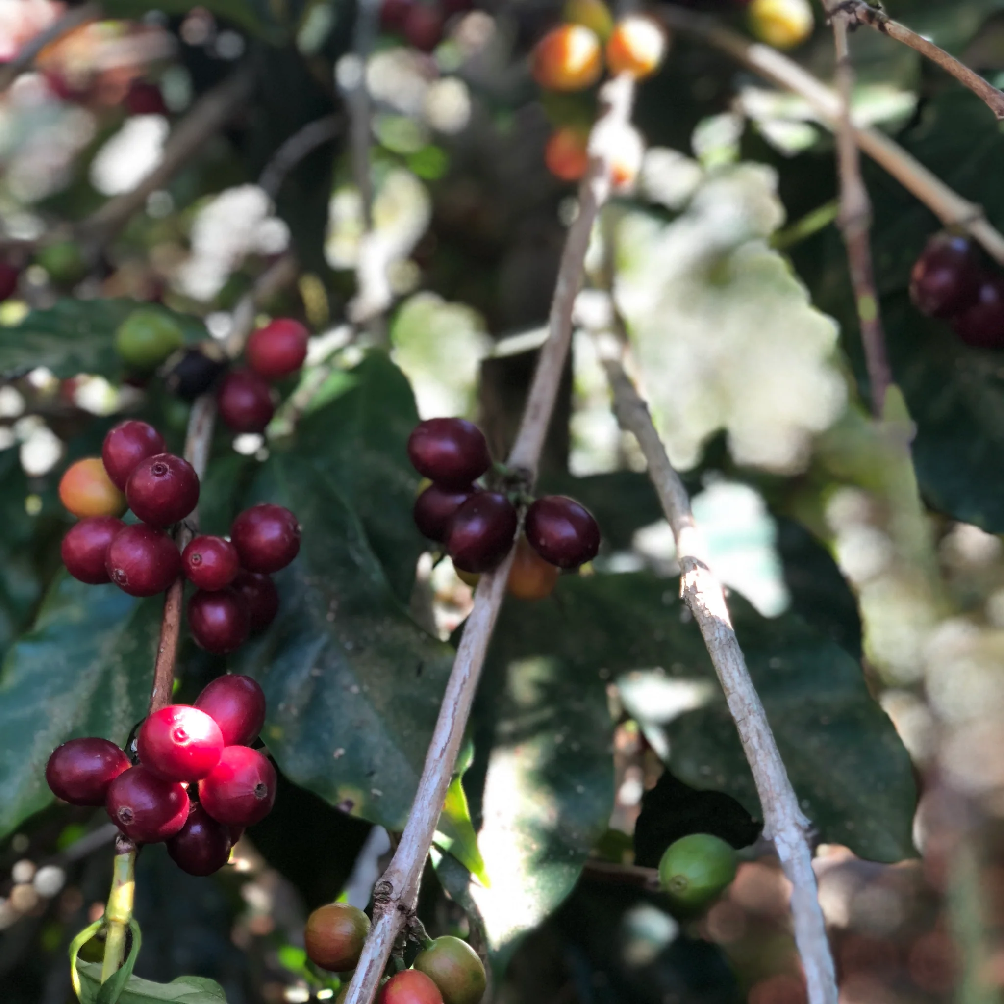 Drop Coffee -San Cayetano - Washed Red Caturra - Ljusrostade hela kaffebönor - 250g - 3