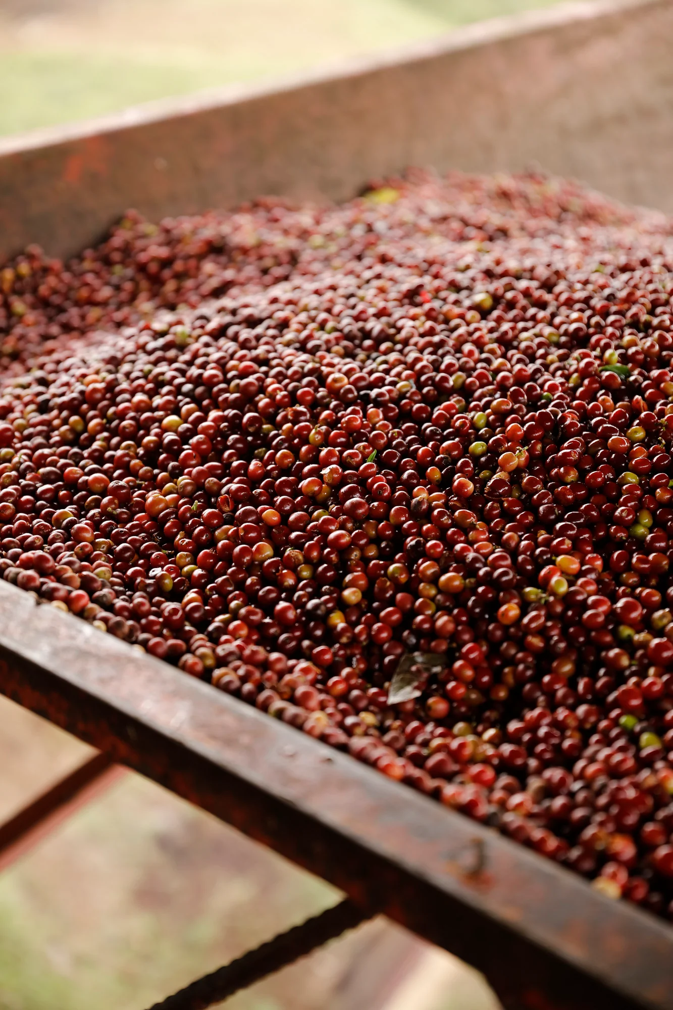 Drop Coffee -Hunkute - Washed Heirloom Cultivars - Etiopien - Ljusrostade hela kaffebönor - 250g - 2